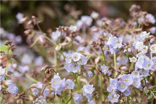  - Polemonium reptans 'Stairway to Heaven'®