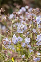  - Polemonium reptans 'Stairway to Heaven'®