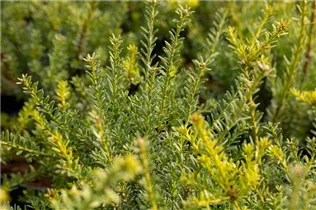  - Podocarpus lawrencei 'Blue Gem'