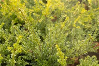  - Podocarpus lawrencei 'Red Tip'