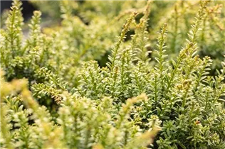  - Podocarpus lawrencei 'Red Tip'