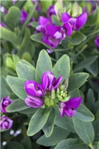  - Polygala myrtifolia