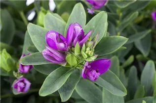  - Polygala myrtifolia
