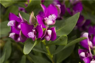  - Polygala myrtifolia