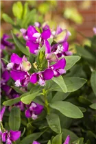  - Polygala myrtifolia