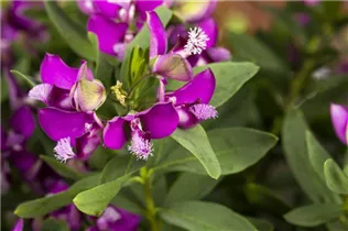  - Polygala myrtifolia