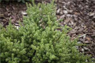  - Podocarpus nivalis