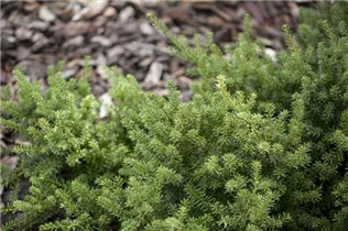  - Podocarpus nivalis