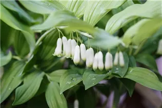  - Polygonatum biflorum