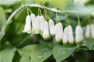 - Polygonatum biflorum