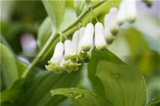  - Polygonatum biflorum