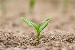  - Polygonatum multiflorum