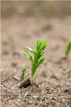  - Polygonatum multiflorum