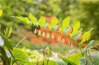  - Polygonatum odoratum