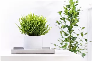  - Pogonatherum paniceum