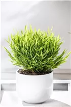  - Pogonatherum paniceum