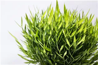  - Pogonatherum paniceum