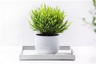  - Pogonatherum paniceum