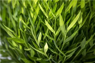  - Pogonatherum paniceum