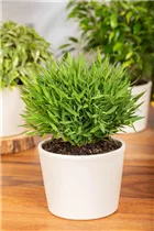  - Pogonatherum paniceum 'Monica'