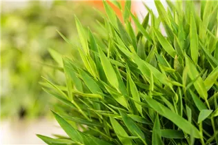  - Pogonatherum paniceum 'Monica'