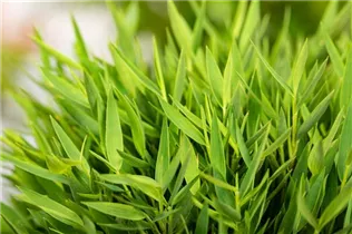  - Pogonatherum paniceum 'Monica'