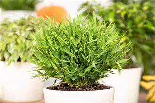  - Pogonatherum paniceum 'Monica'