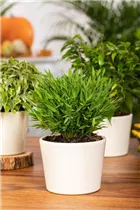  - Pogonatherum paniceum 'Monica'