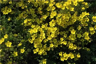  - Potentilla fruticosa 'Chelsea Star'