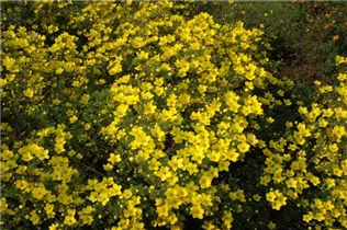  - Potentilla fruticosa 'Chelsea Star'
