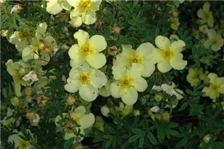  - Potentilla fruticosa 'Darts Sunnyboy'