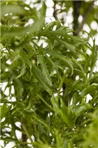  - Polyscias fruticosa