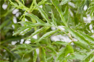  - Polyscias fruticosa