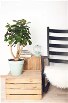 - Polyscias scutellaria 'Fabian'  - Polyscias scutellaria 'Fabian'