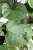 - Polyscias scutellaria 'Fabian'  - Polyscias scutellaria 'Fabian'