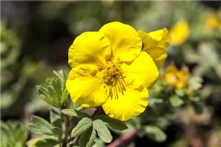 - Potentilla fruticosa 'Goldfinger'  - Potentilla fruticosa 'Goldfinger'