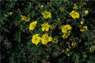  - Potentilla fruticosa 'Goldteppich'