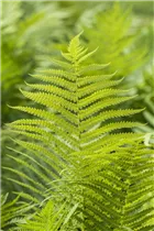  - Polystichum aculeatum