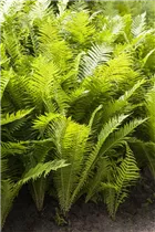  - Polystichum aculeatum