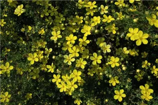  - Potentilla fruticosa 'Klondike'