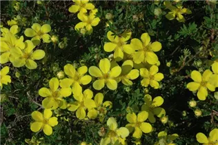  - Potentilla fruticosa 'Klondike'