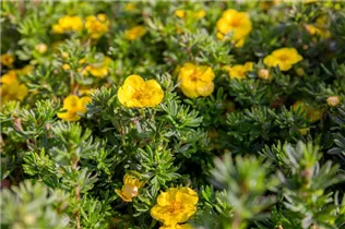  - Potentilla fruticosa 'Kobold'