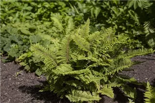  - Polystichum setiferum 'Plumosum Densum'