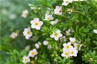  - Potentilla fruticosa 'Lovely Pink'®