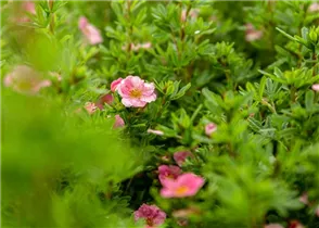  - Potentilla fruticosa 'Lovely Pink'®