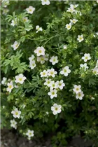  - Potentilla fruticosa 'Lovely Pink'®