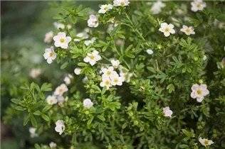  - Potentilla fruticosa 'Lovely Pink'®