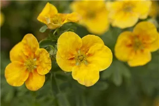  - Potentilla fruticosa 'Mango Tango'®