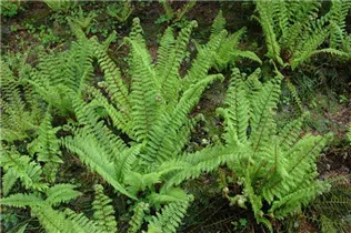  - Polystichum setiferum 'Proliferum Herrenhausen'