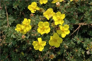 - Potentilla fruticosa 'Olympic Mountains'